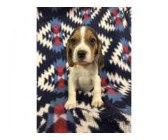 AKC beagle puppies