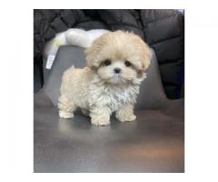 Miniature Maltipoo Puppies Available