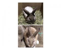 California/New Zealand (2) buck Rabbits (8 months old)
