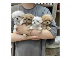 Teacup F1 Maltipoo Puppies Available
