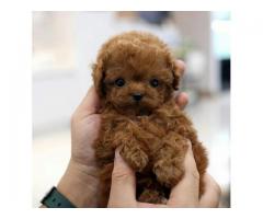 Purebred Toy Poodle Puppies Available