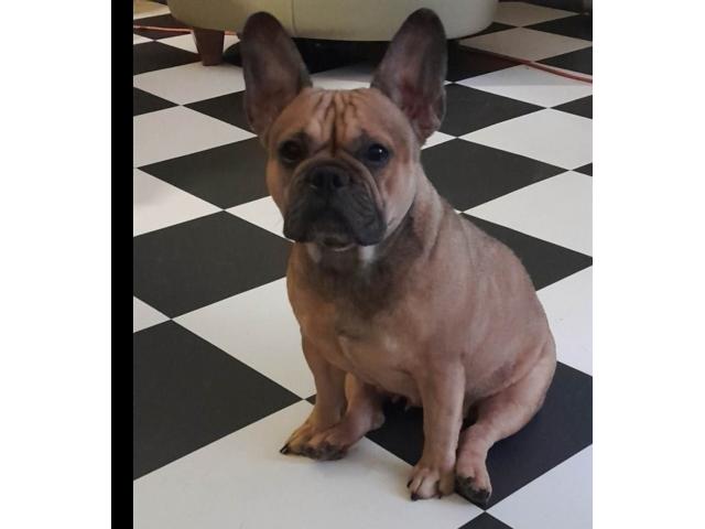 2 frenchies Jamestown - Pennswoods Classifieds