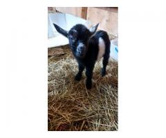 Nigerian dwarf goat babies