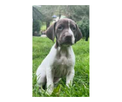 German shorthair pointer puppies