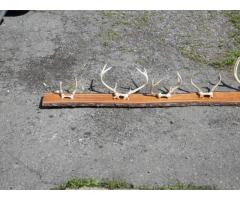 Deer Antler, 7 Sets, Mounted On Live Edge Board. 103