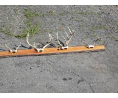 Deer Antler, 7 Sets, Mounted On Live Edge Board. 103