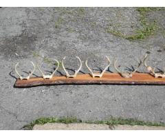 Deer Antler, 10 Sets, Mounted On Live Edge Board. 101