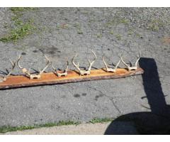 Deer Antler, 10 Sets, Mounted On Live Edge Board. 101