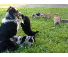 Aussie Chihuahua  puppies