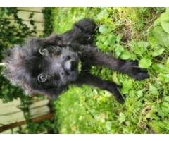 Looking for furever homes