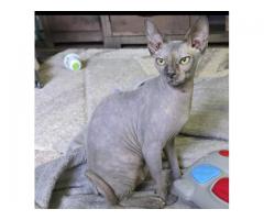 9 month old female sphynx