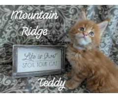 Maine coon Kittens