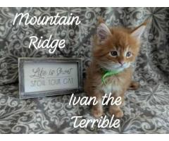 Maine coon Kittens