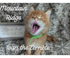 Maine coon Kittens