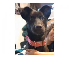 9 month old female puppy husky/lab mix