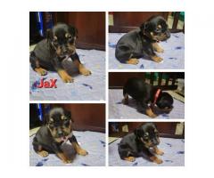 German Rottiweiler && pocket bulky puppies
