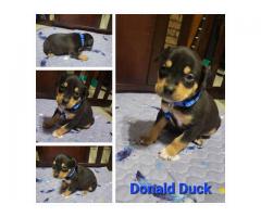 German Rottiweiler && pocket bulky puppies