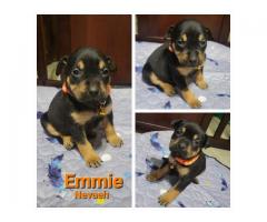 German Rottiweiler && pocket bulky puppies