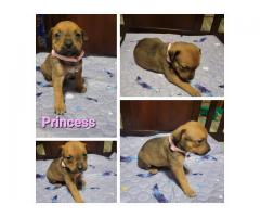 German Rottiweiler && pocket bulky puppies