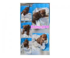 Rehoming rottie && pocket bully puppies