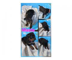 Rehoming rottie && pocket bully puppies