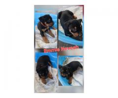 Rehoming rottie && pocket bully puppies