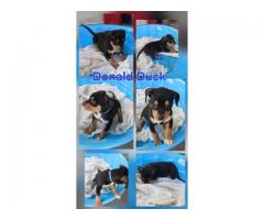 Rehoming rottie && pocket bully puppies