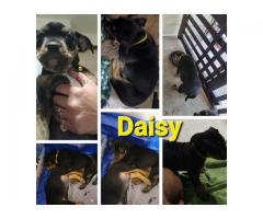 German Rottiweiler && pocket bully puppies