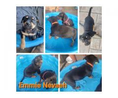 German Rottiweiler && pocket bully puppies