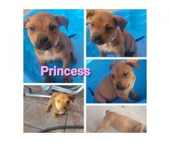 German Rottiweiler && pocket bully puppies