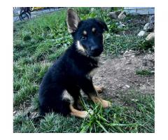 German Shepherd puppies for sale in Claysburg PA