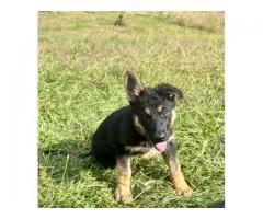 German Shepherd puppies for sale in Claysburg PA
