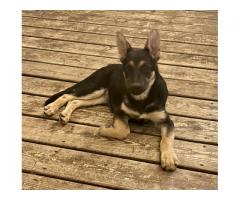 German Shepherd puppies for sale in Claysburg PA