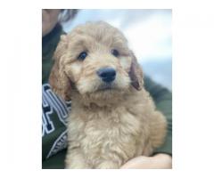 Puppies