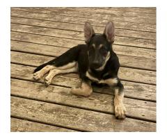 Female German Shepherd puppy