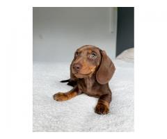 Mini dachshund puppies female and male