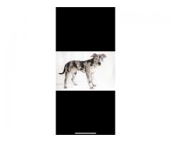 American Bully/Pitbull (Registered)