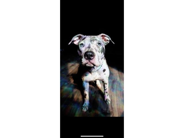 Image 1 / 2