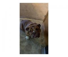 English Bulldog