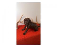 German Shorthaired pointers