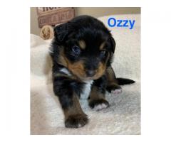 Australian Shepherd Puppies