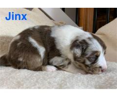 Australian Shepherd Puppies