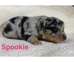 Australian Shepherd Puppies