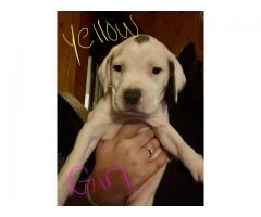Puppies $100