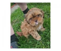 Full blooded 8 week old shih-zu