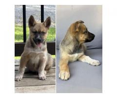 Mix- Red Heeler/Jack Russell puppies