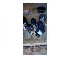 Pembroke Welsh Corgi Pups.