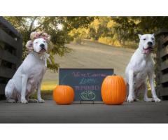 Dogo Argentino Puppies! Champion Lineage!