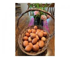 Free-range brown chicken eggs for sale