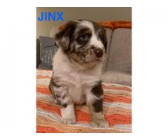 3 Australian Shepherd Puppies